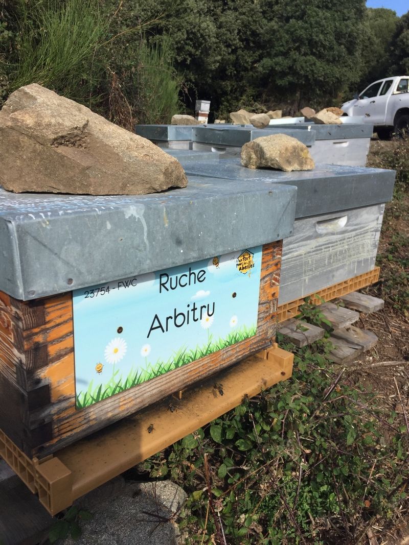 La ruche Arbitru