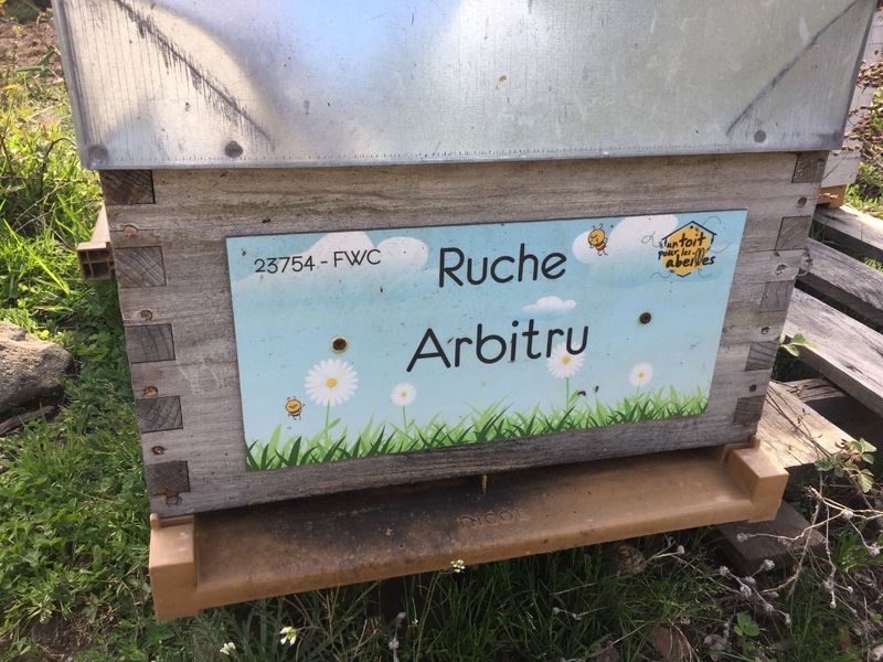 La ruche Arbitru