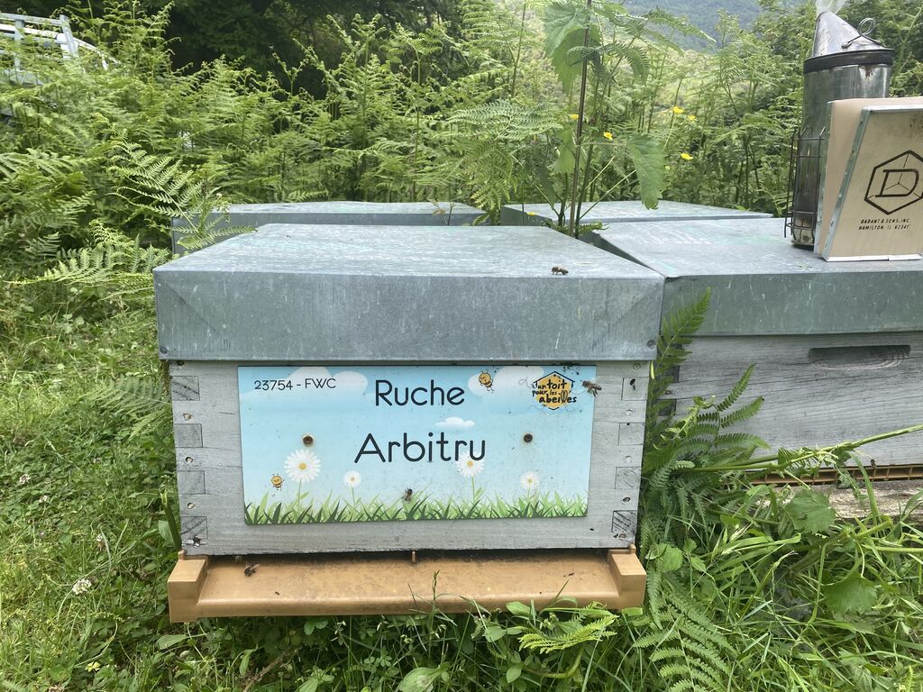 La ruche Arbitru