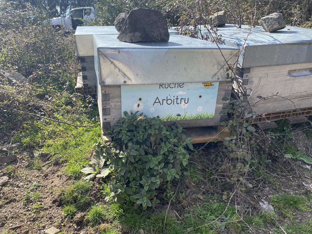 La ruche Arbitru