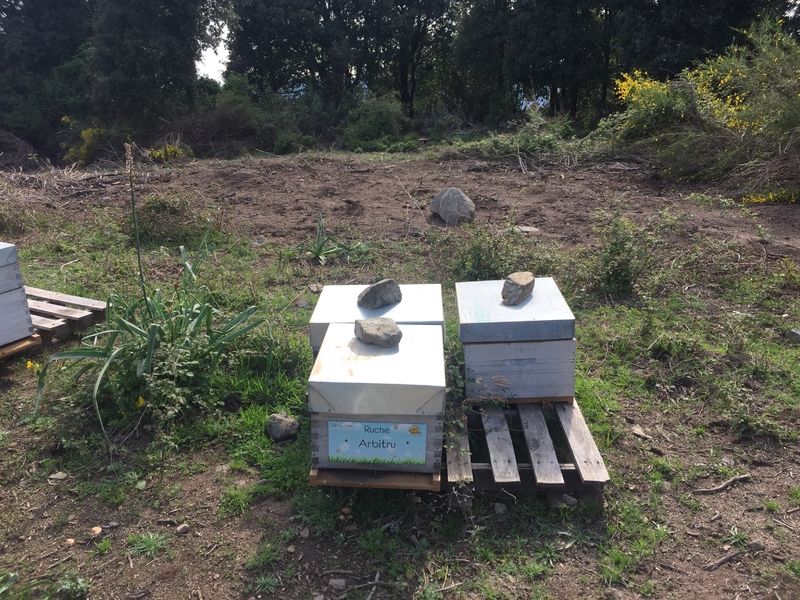 La ruche Arbitru