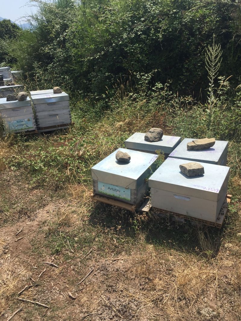La ruche Arbitru