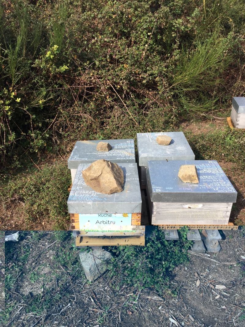 La ruche Arbitru