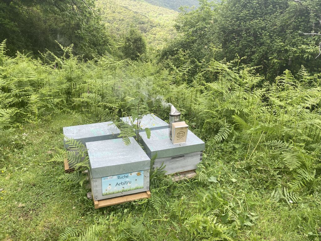 La ruche Arbitru