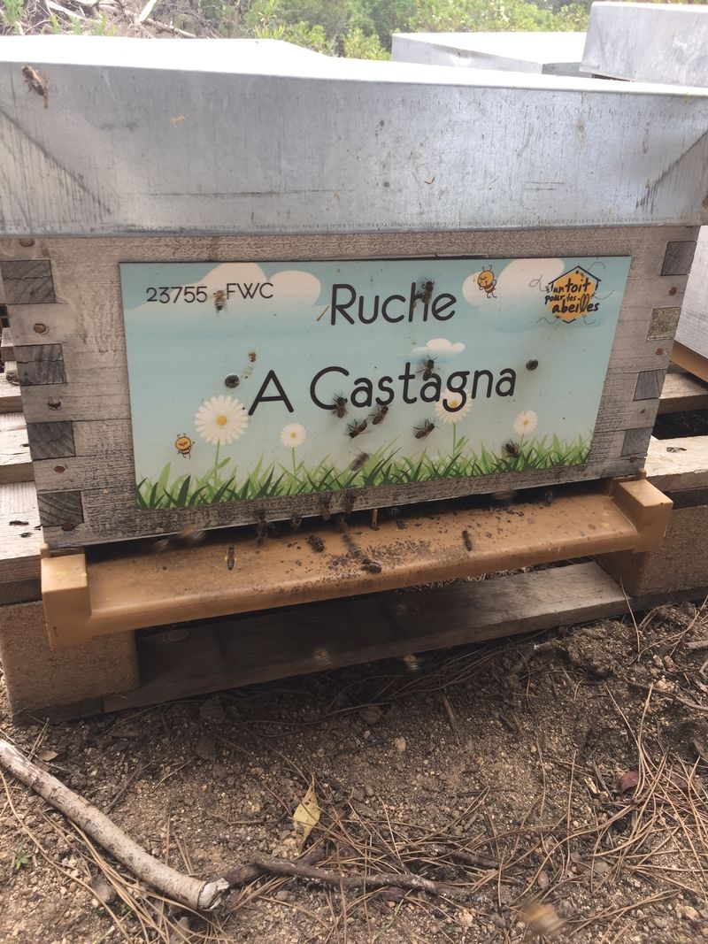 La ruche A Castagna