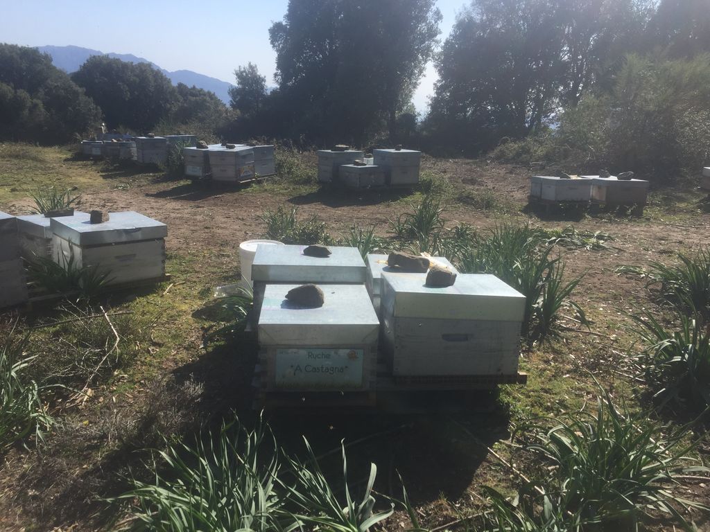 La ruche A Castagna