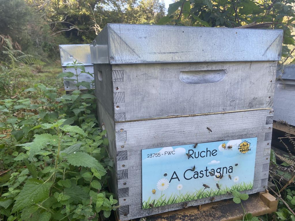 La ruche A Castagna