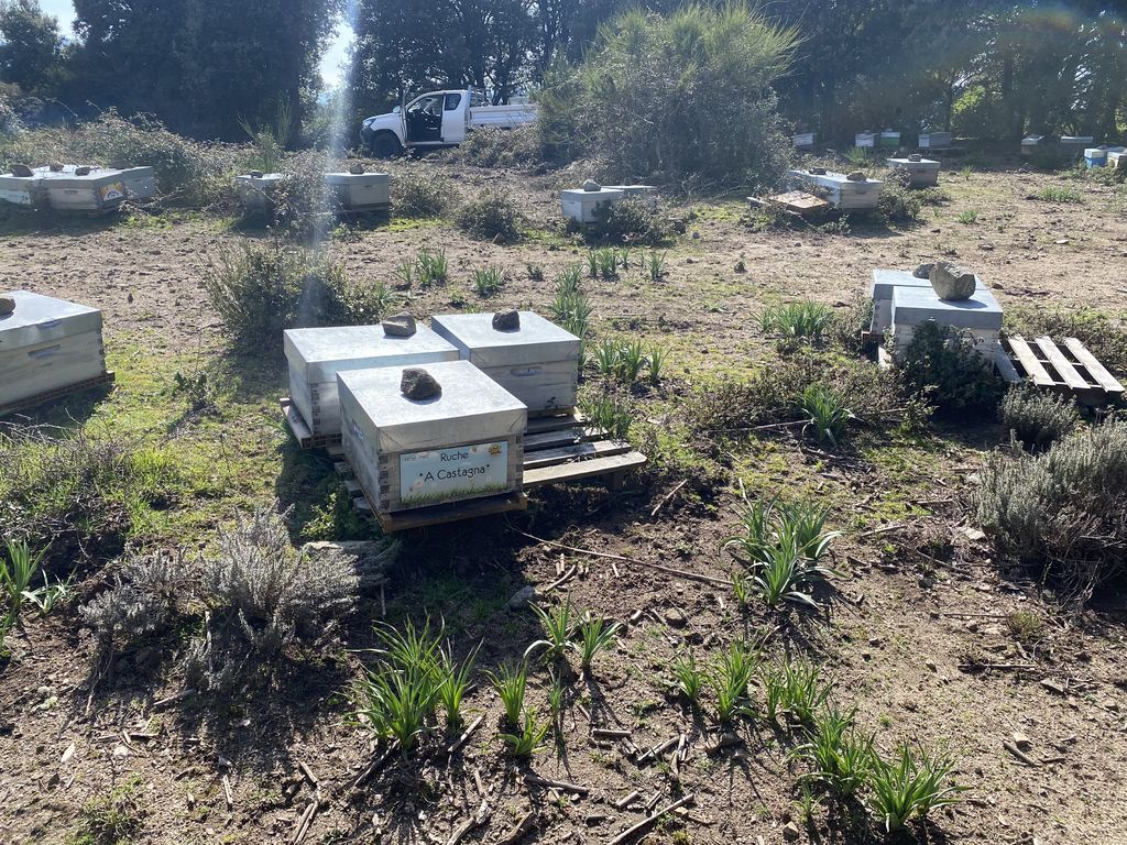 La ruche A Castagna