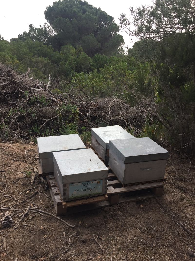 La ruche A Castagna