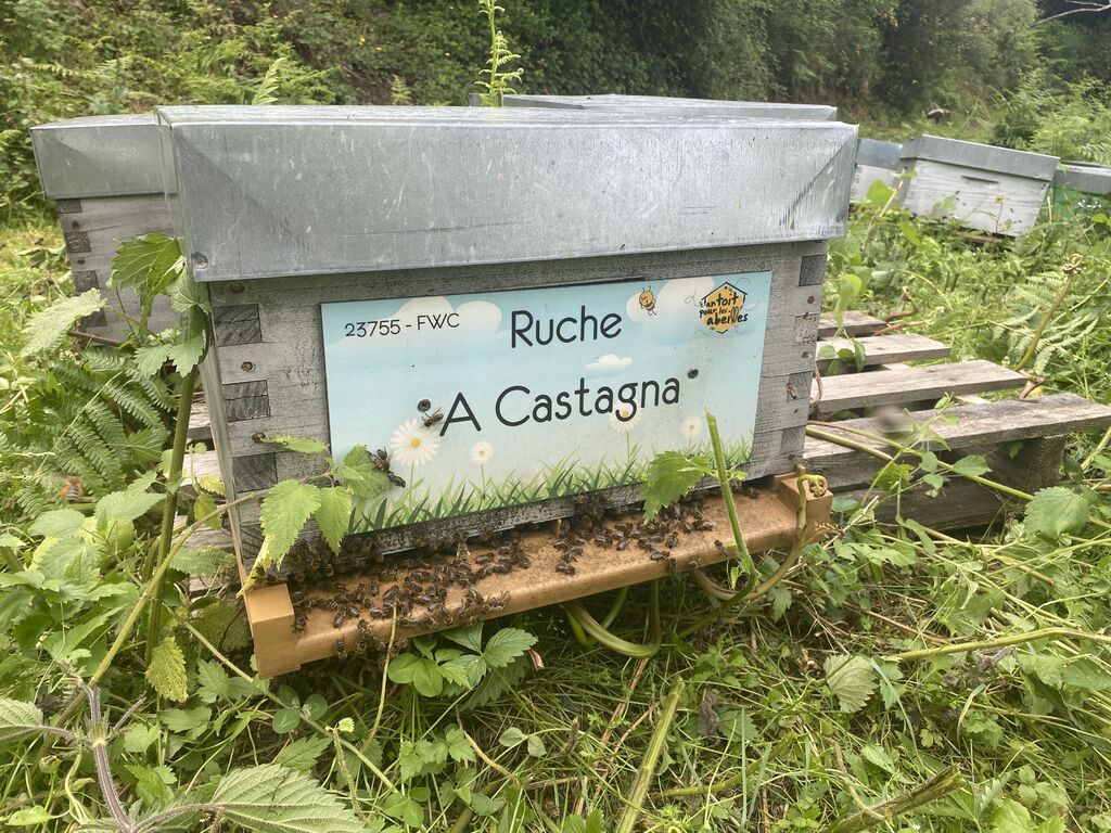 La ruche A Castagna