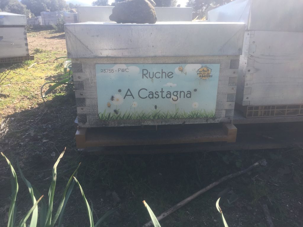 La ruche A Castagna