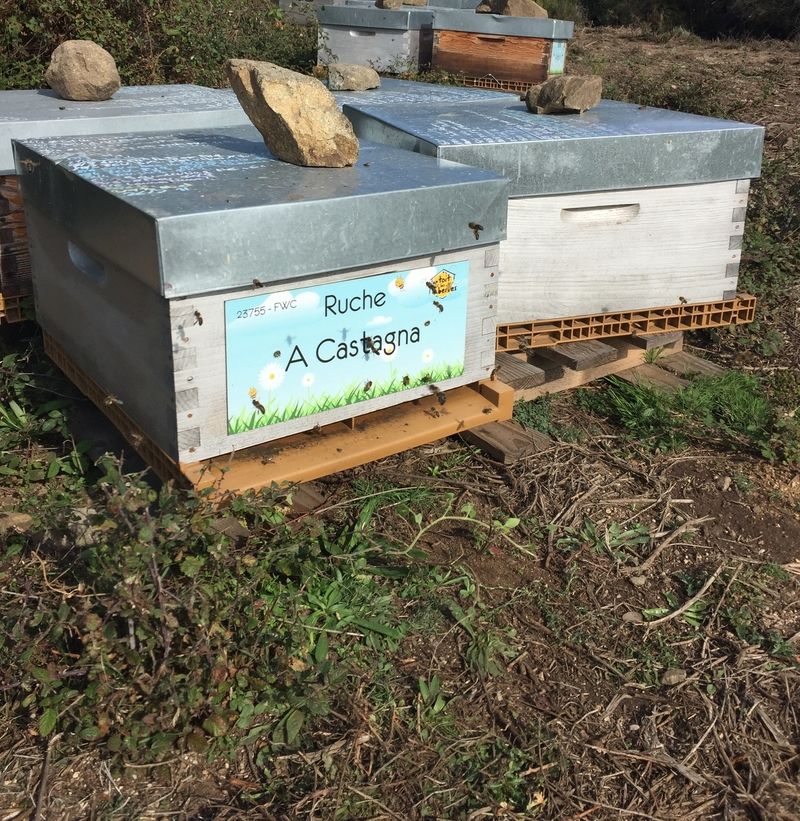 La ruche A Castagna