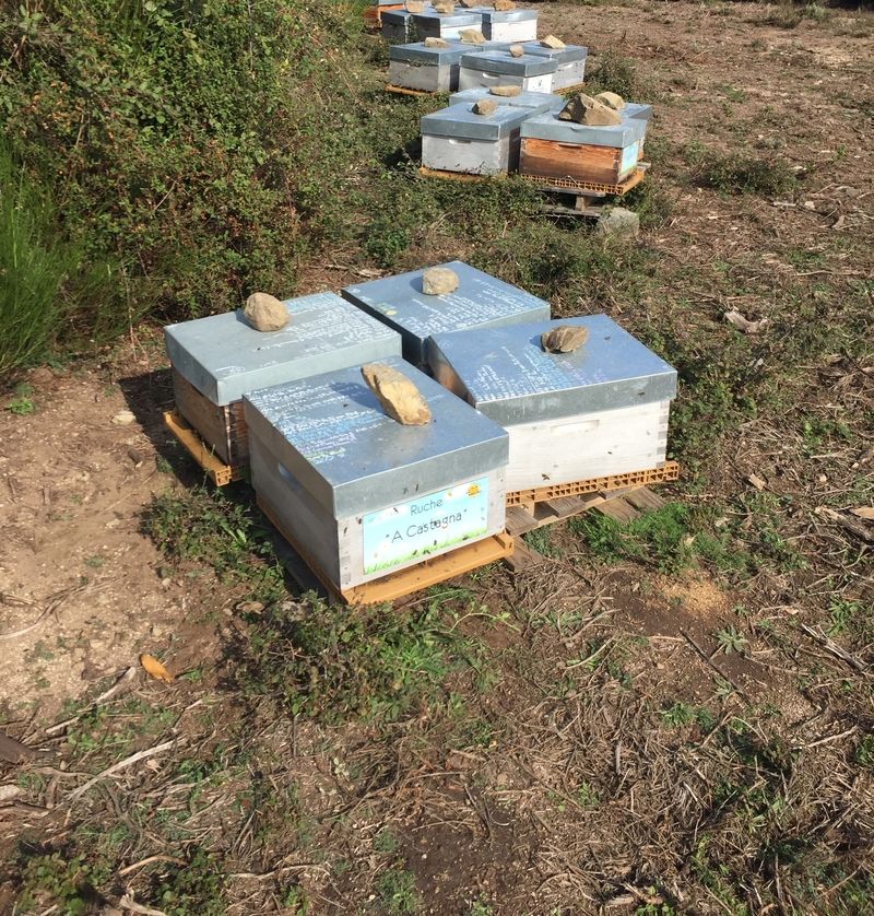 La ruche A Castagna