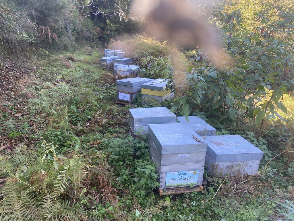 La ruche A Castagna
