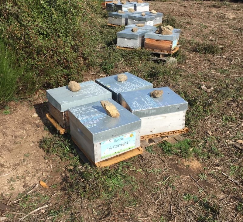 La ruche A Castagna