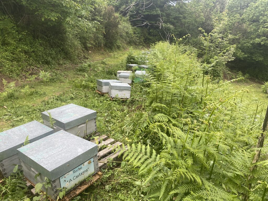 La ruche A Castagna