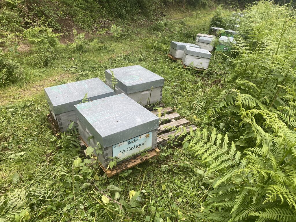 La ruche A Castagna