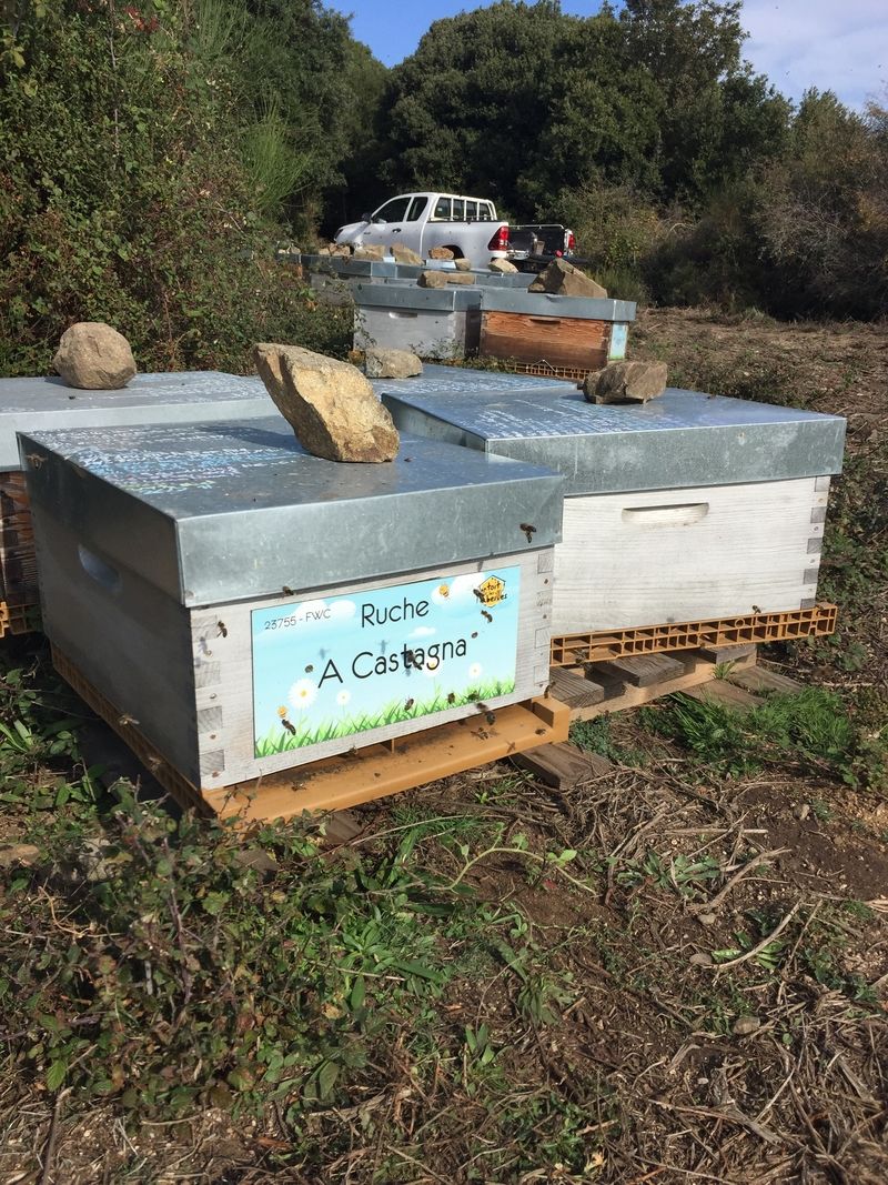 La ruche A Castagna