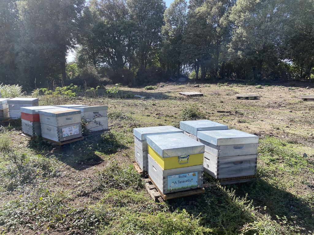La ruche A Taravellu