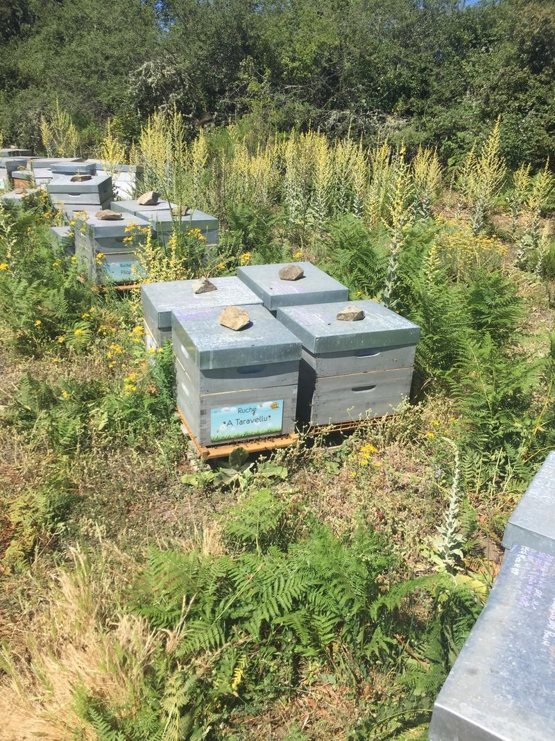La ruche A Taravellu