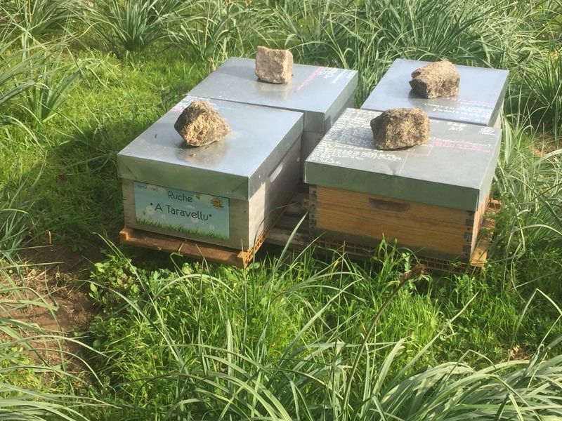 La ruche A Taravellu