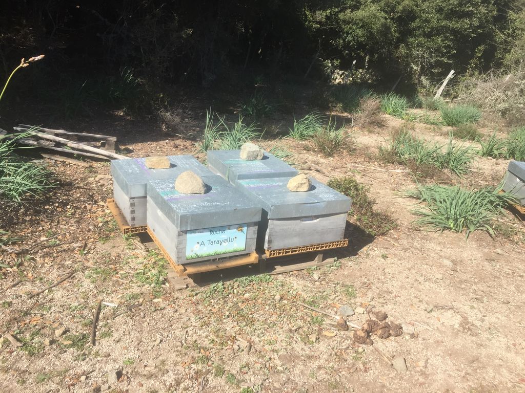 La ruche A Taravellu