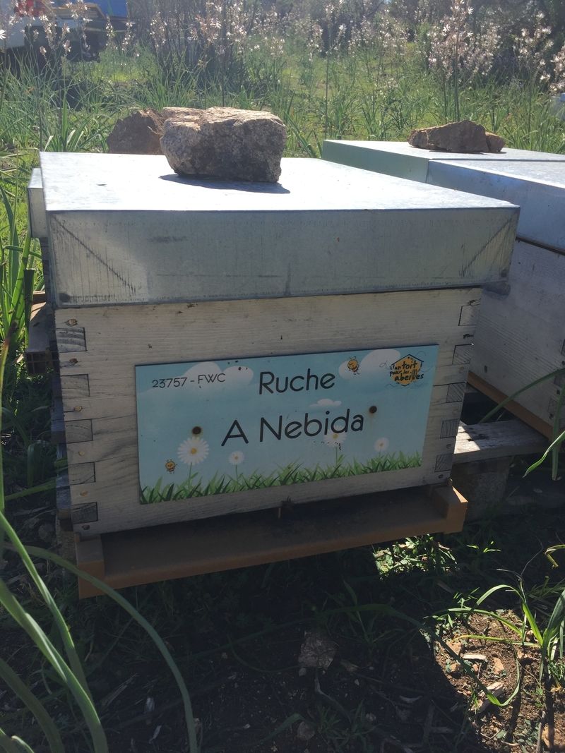 La ruche A Nebida