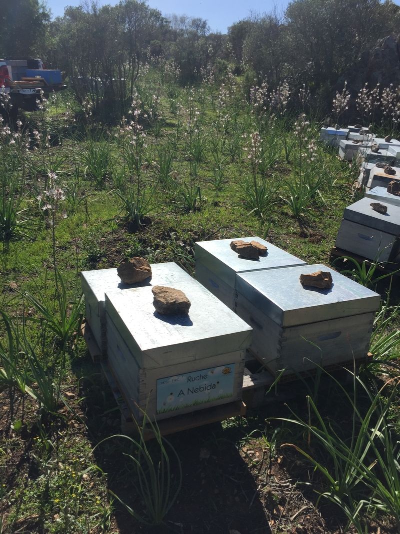 La ruche A Nebida