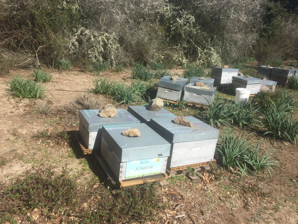 La ruche A Nebida