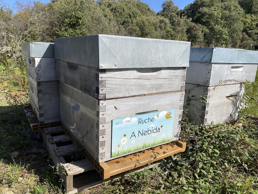 La ruche A Nebida