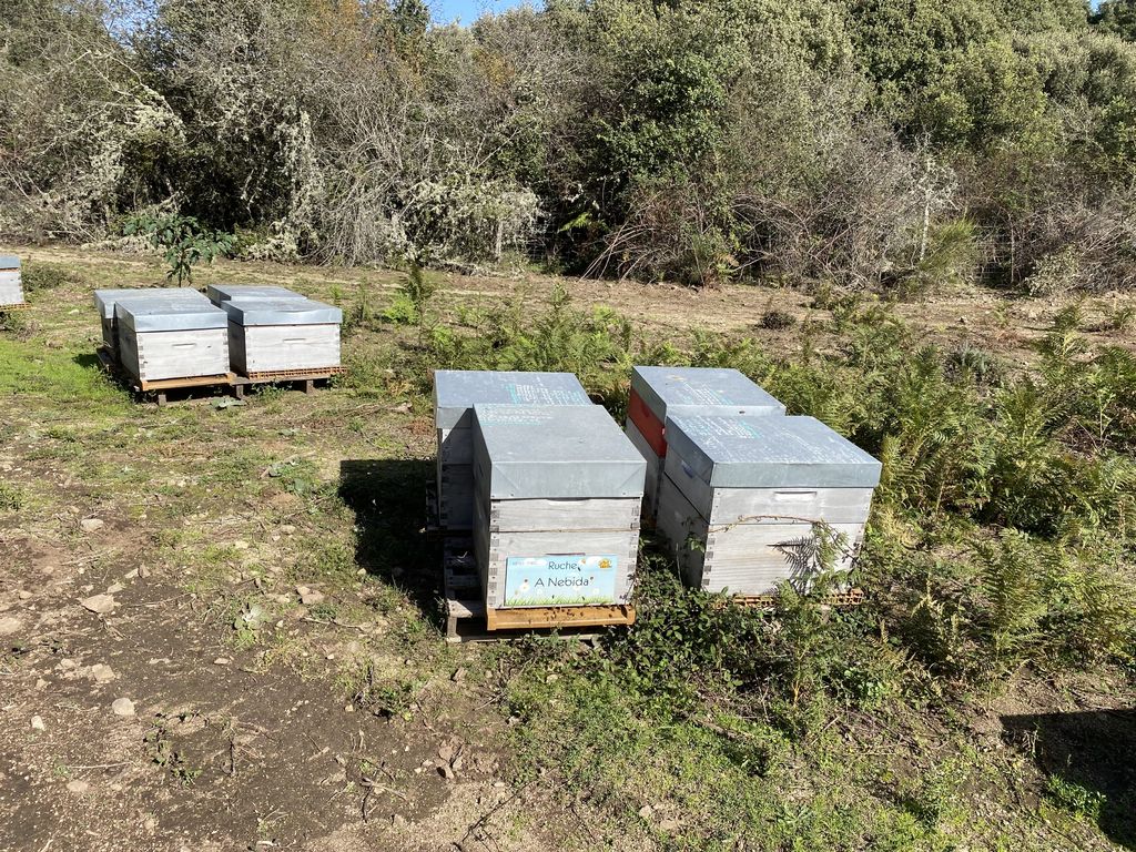 La ruche A Nebida