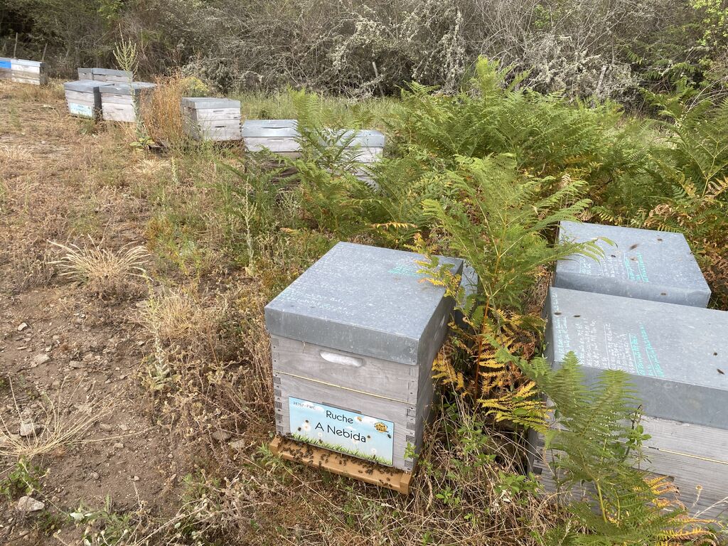 La ruche A Nebida