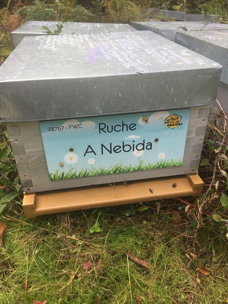La ruche A Nebida