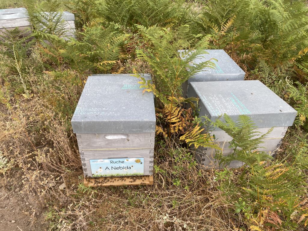 La ruche A Nebida