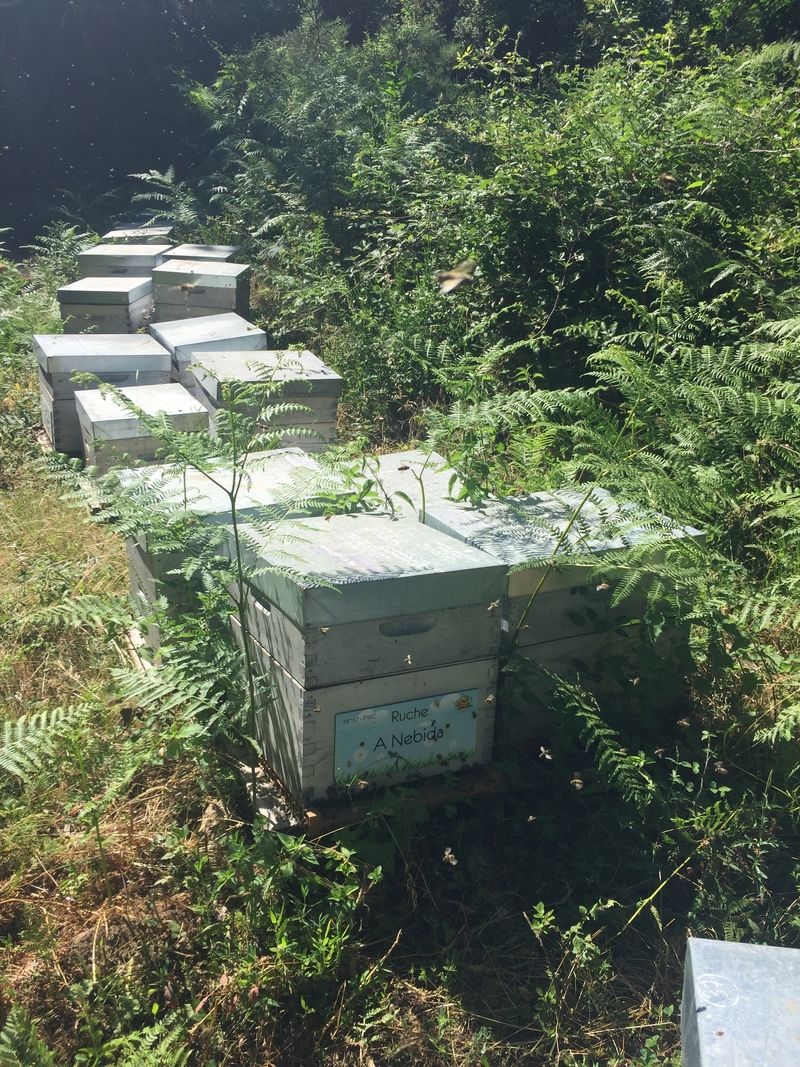 La ruche A Nebida