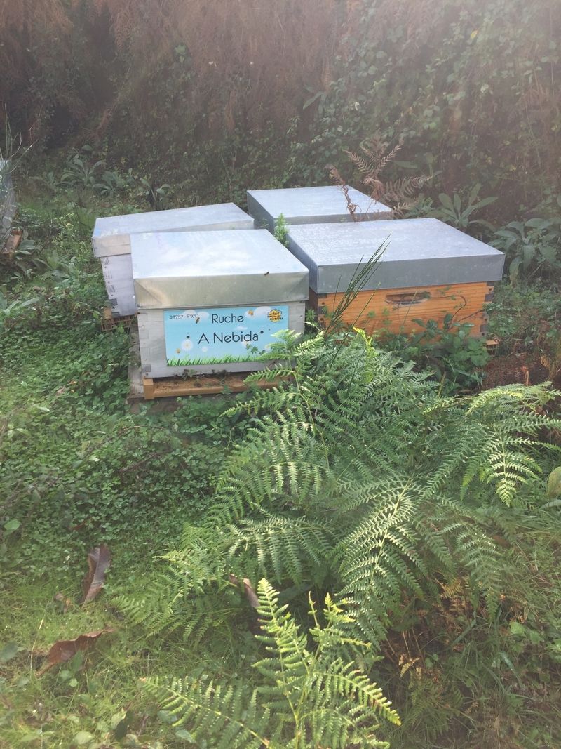 La ruche A Nebida