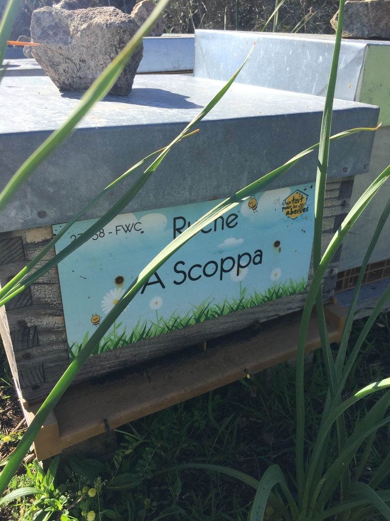 La ruche A Scoppa