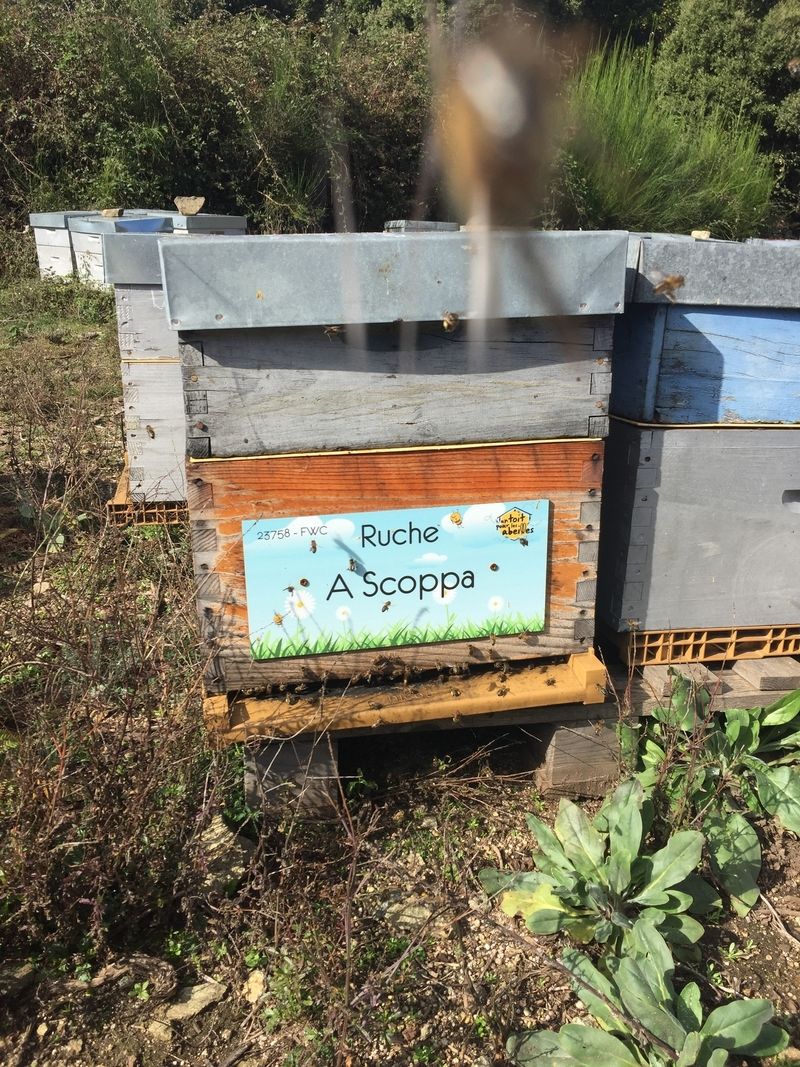 La ruche A Scoppa