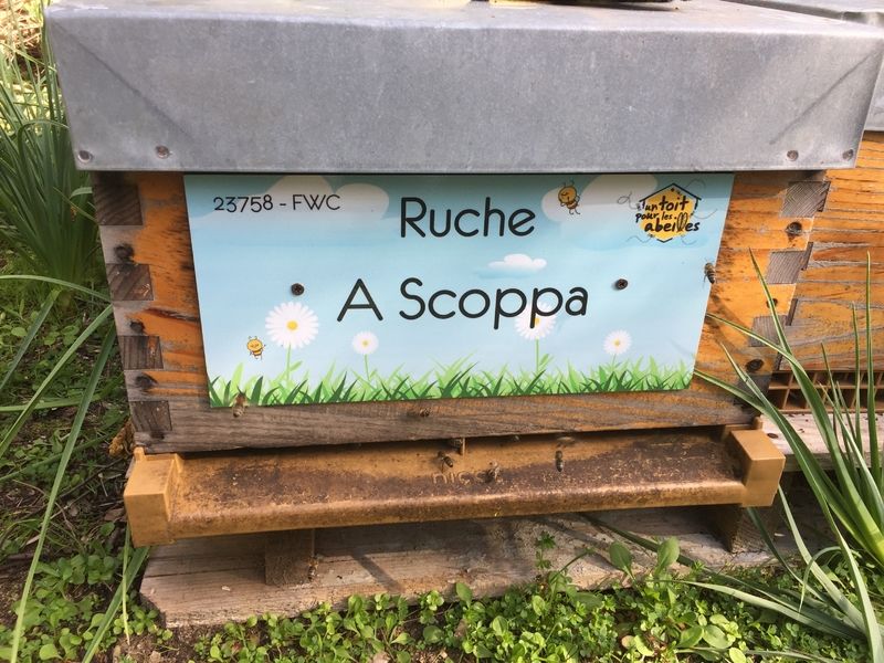 La ruche A Scoppa