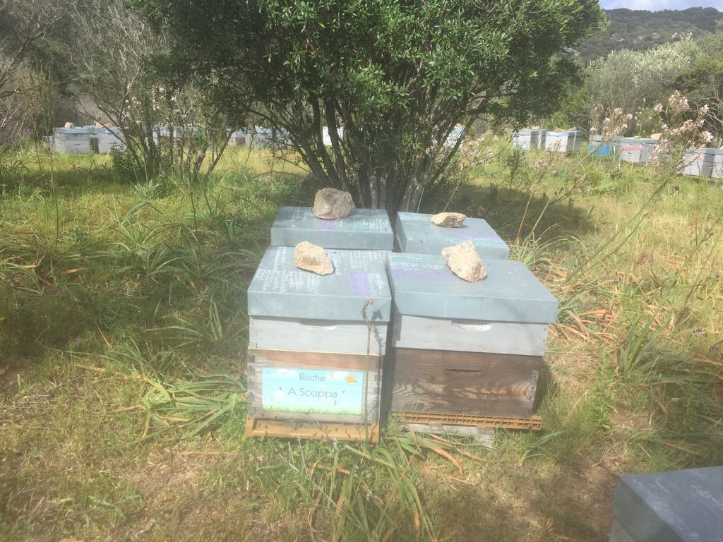 La ruche A Scoppa
