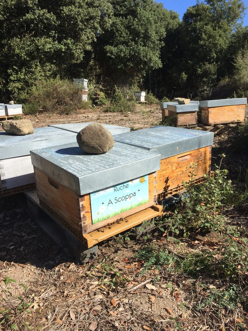 La ruche A Scoppa