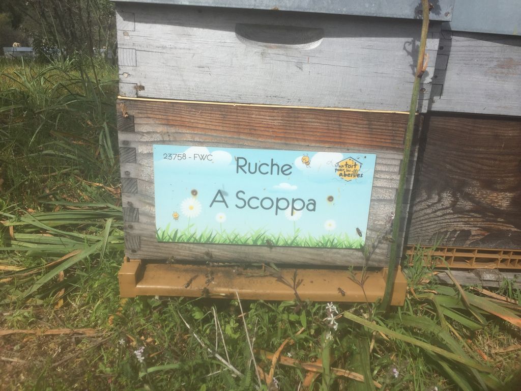 La ruche A Scoppa