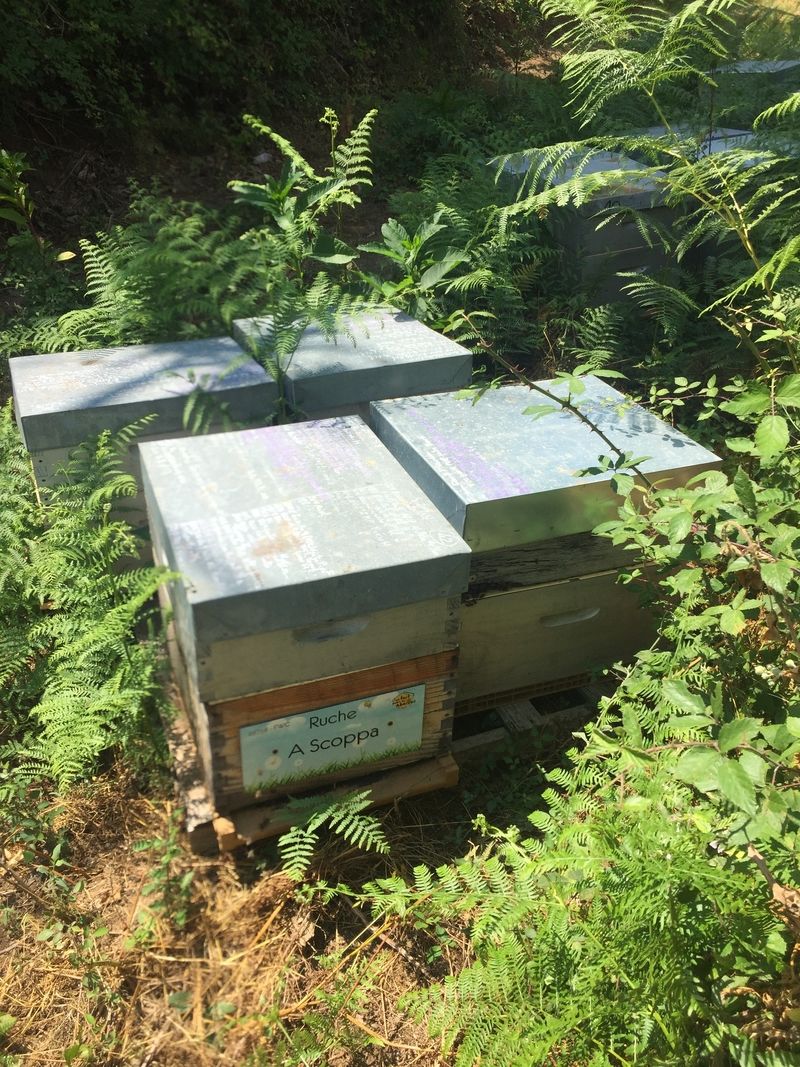 La ruche A Scoppa