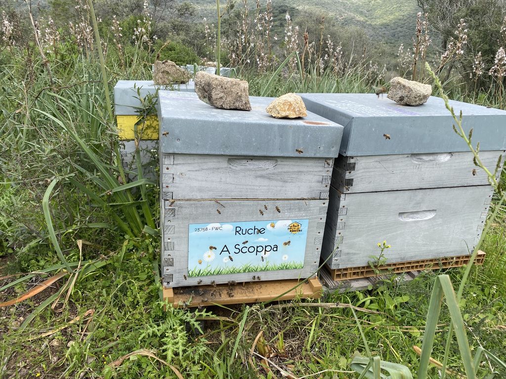 La ruche A Scoppa