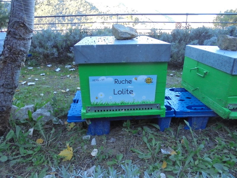 La ruche Lolite