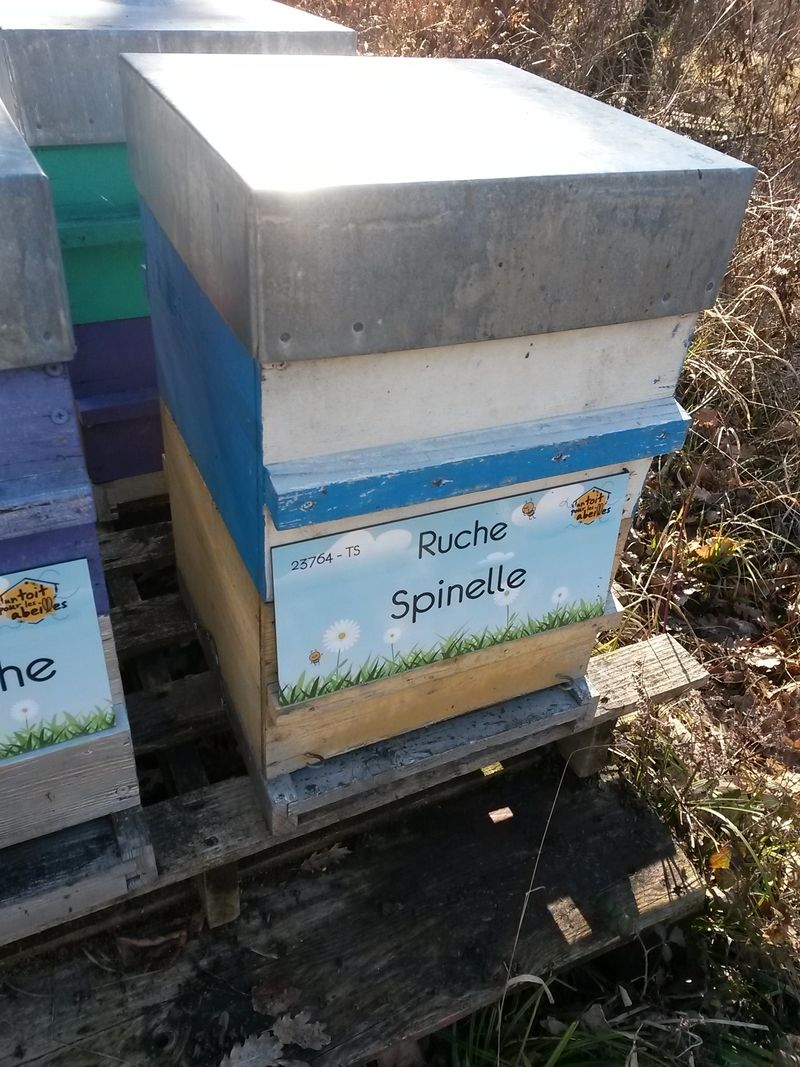 La ruche
