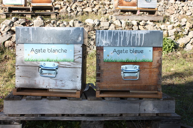 La ruche Agate blanche
