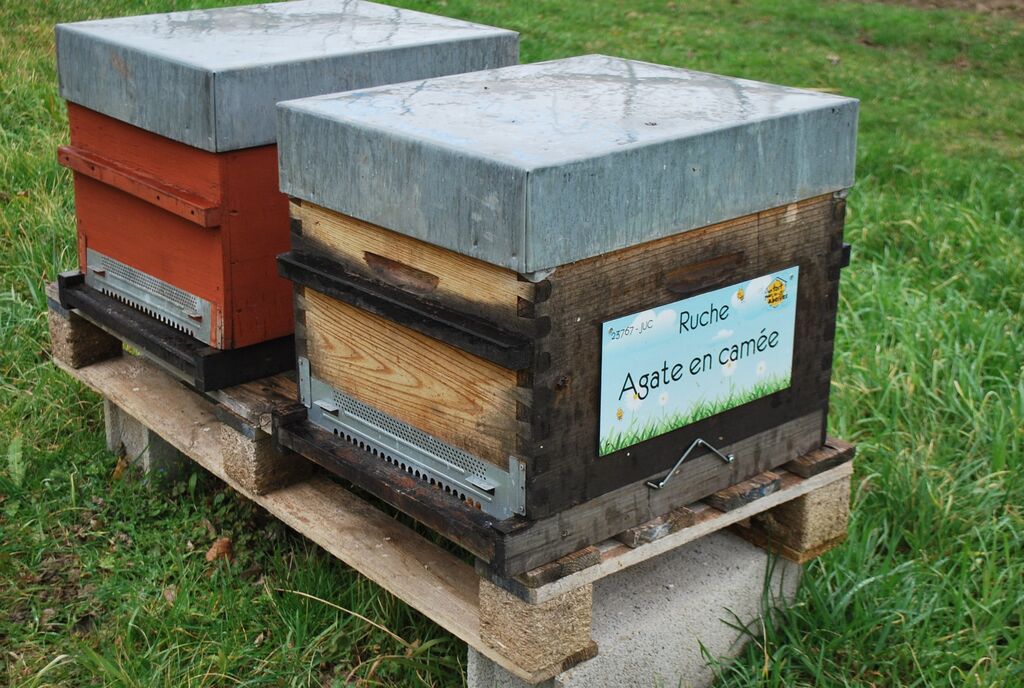 La ruche Agate en camée