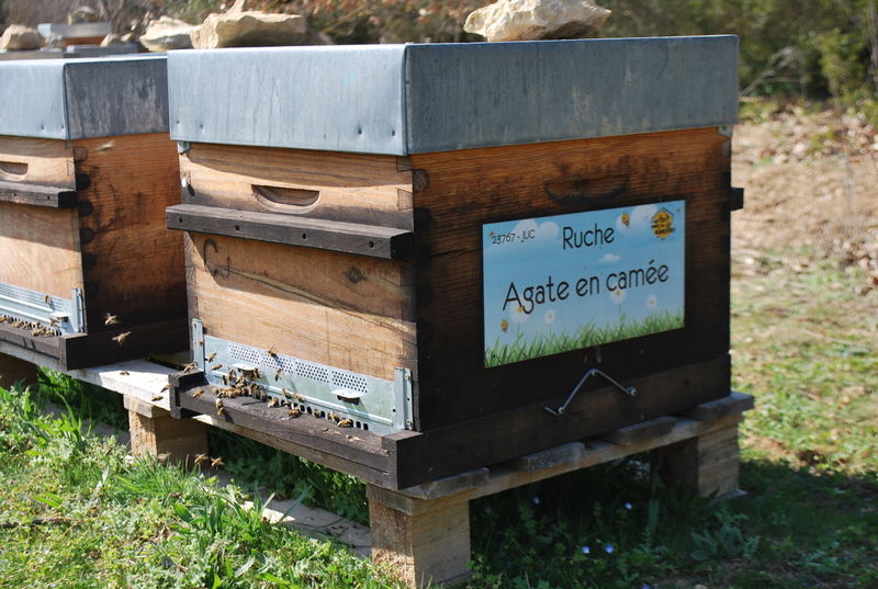 La ruche Agate en camée