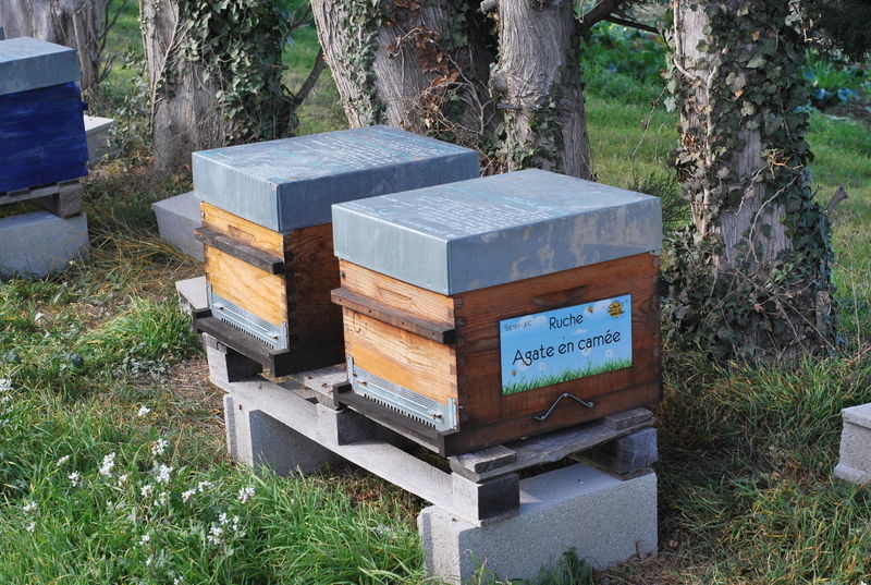 La ruche Agate en camée